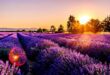 Lavendel, Feld, Sonnenuntergang