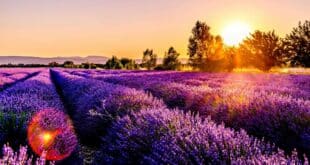 Lavendel, Feld, Sonnenuntergang