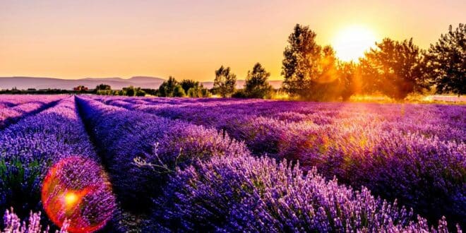 Lavendel, Feld, Sonnenuntergang