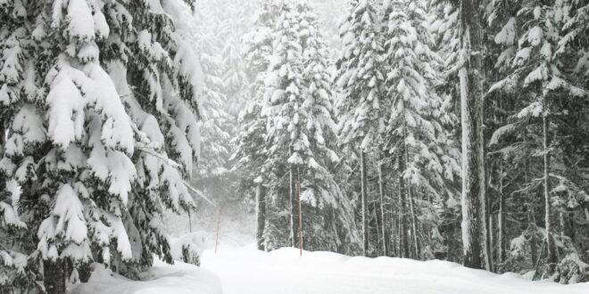 Wals, Schnee, Winter-Wanderung im Wald